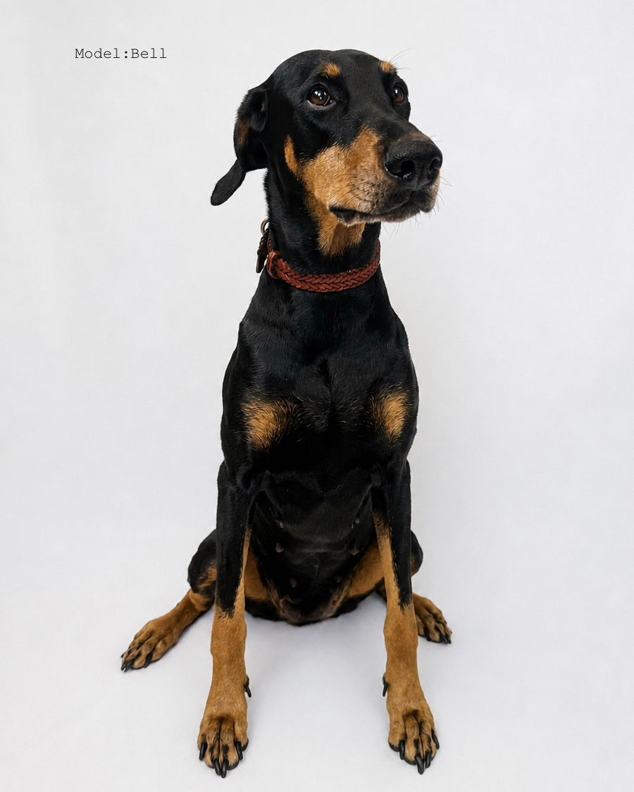 Doberman