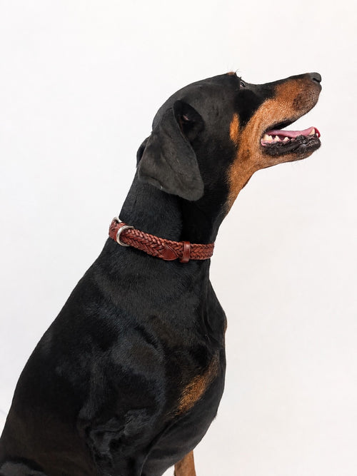 Dog collar Woven leather